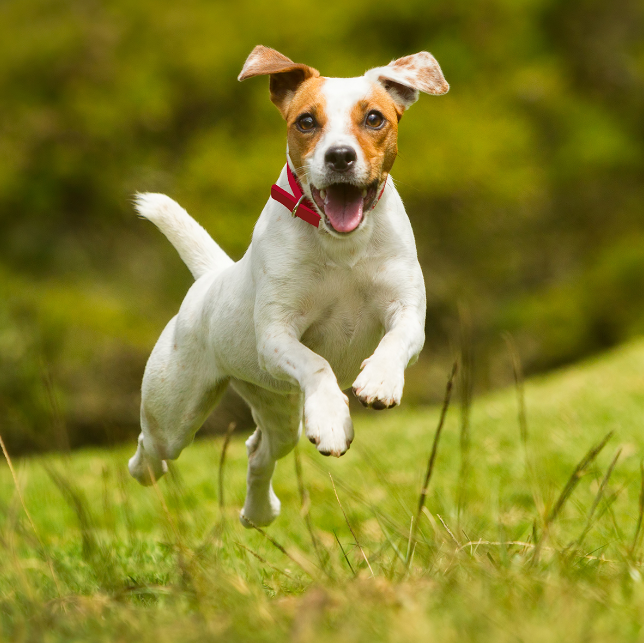 COLLAR NARBONA MASCOTA